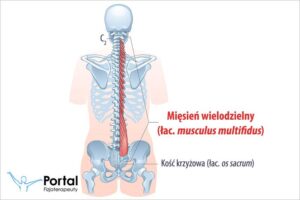 Jak wzmocnić mięsień wielodzielny i pokonać ból w dolnej części pleców?
