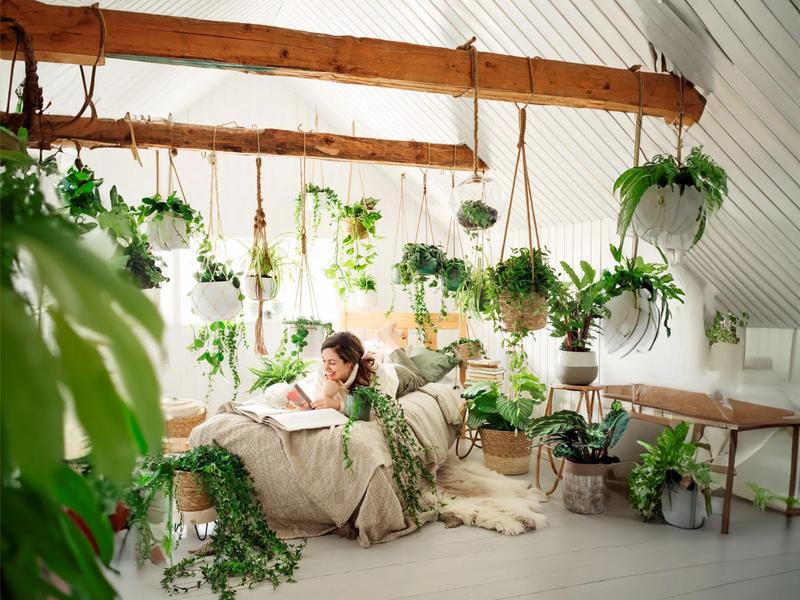 Zielona oaza spokoju: najlepsze rośliny do sypialni, które odmienią Twoje wnętrze