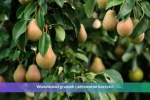 Odkryj sekrety zdrowotnych korzyści gruszek – dlaczego warto je jeść?