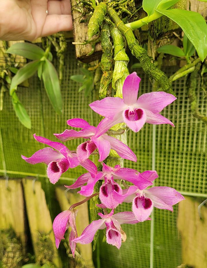 Alternatywa dla DMAA