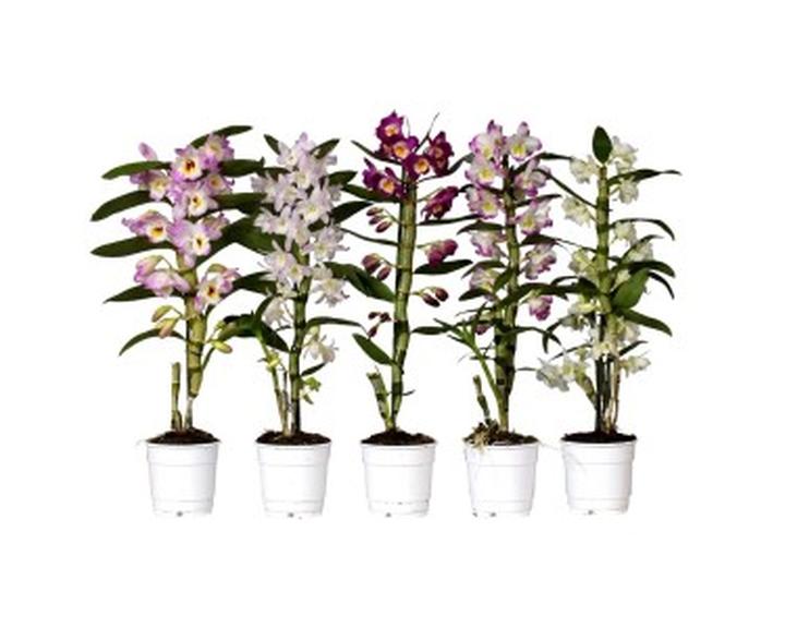 Ekstrakt z Dendrobium