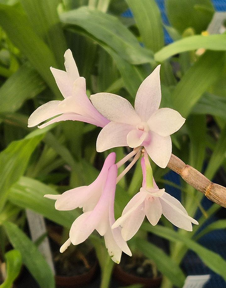 Jak wybrać najlepszy ekstrakt Dendrobium