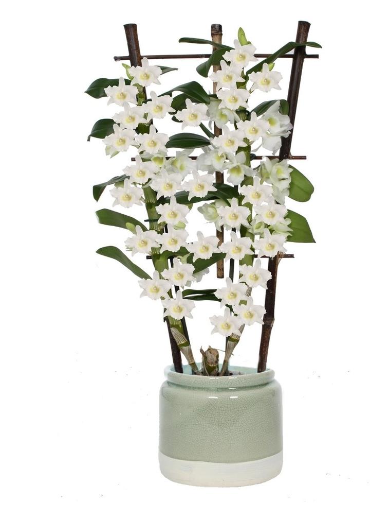 Porównanie Dendrobium i DMAA