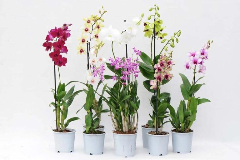 Dendrobium: Alternatywa dla DMAA, czyli moc ekstraktu ze storczyka