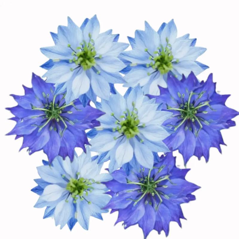 Czarnuszka i czarny kminek – sekrety zdrowotnych właściwości i zastosowań w kuchni