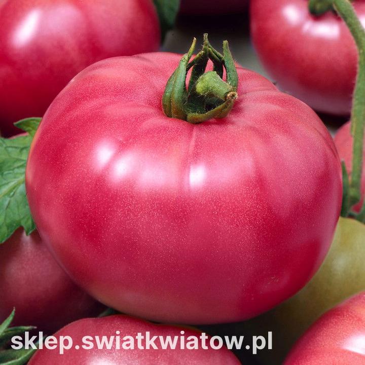 Wartości odżywcze pomidorów