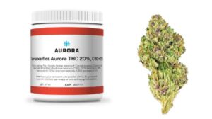 Odkrywamy lecznicze zastosowania marihuany w nowoczesnej medycynie