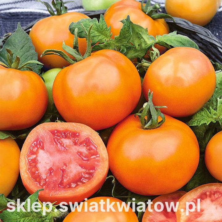 Pomidor – idealny dodatek do potraw, z czym najlepiej go łączyć?