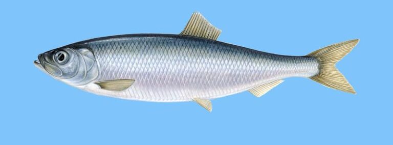 Sledź, który zaskakuje – poznaj niedocenione skarby polskiej kuchni