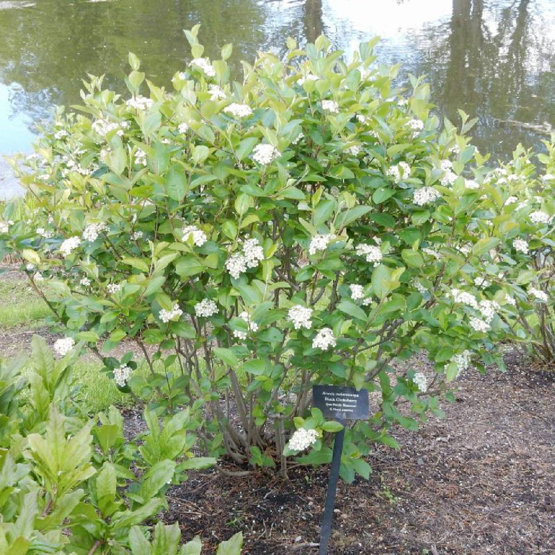 Antyoksydanty w aronii