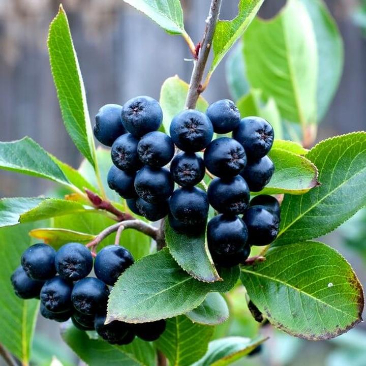 Aronia a odchudzanie