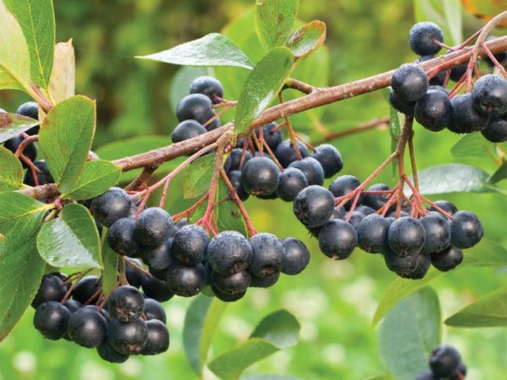 Aronia a zdrowie serca