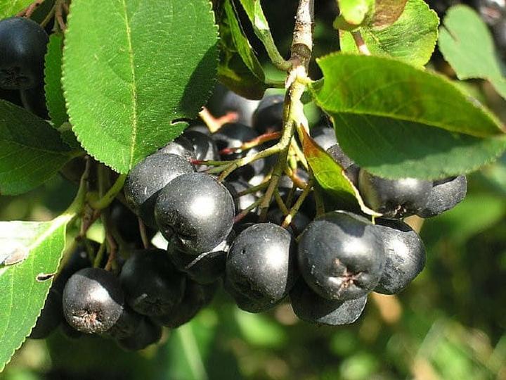 Aronia w diecie