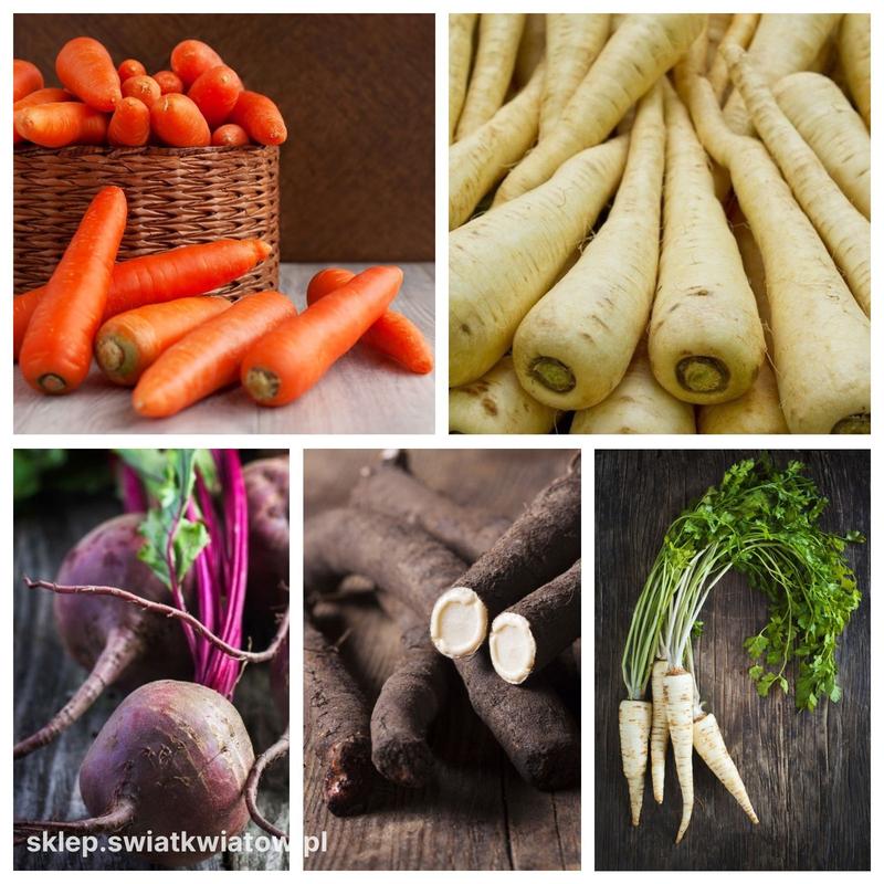 Korzyści zdrowotne warzyw korzeniowych