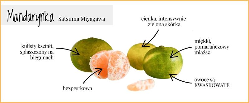 Wpływ mandarynek na wagę