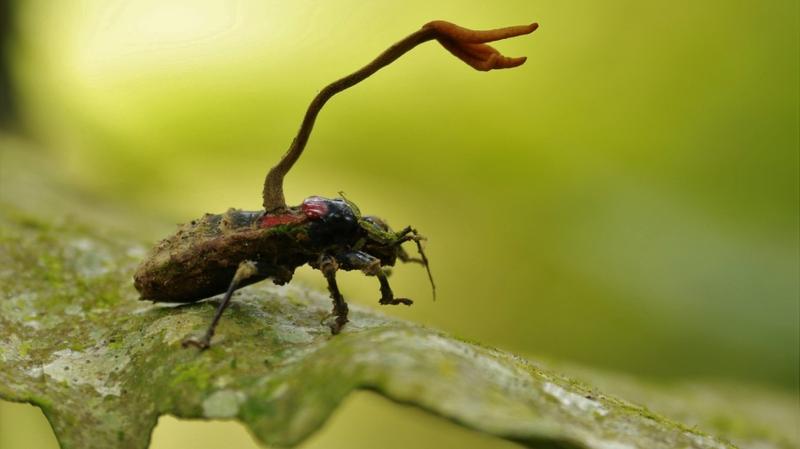 Korydyceps: Klucz do znakomitej formy chińskich sportowców?