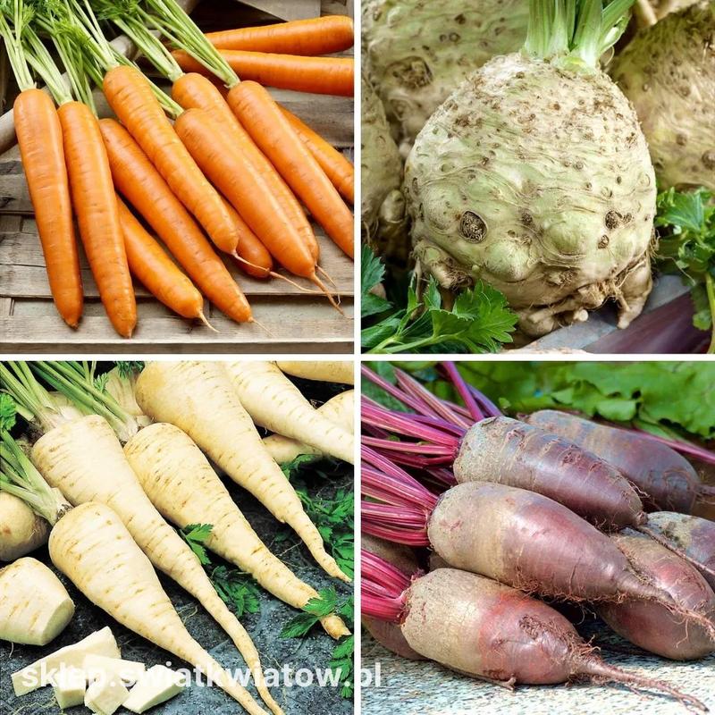 Odkryj moc warzyw korzeniowych: dlaczego warto je włączyć do swojej diety?